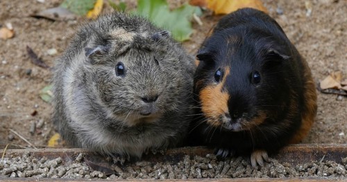 Guinea Pig (cavia porcellus), Adults Eating Food