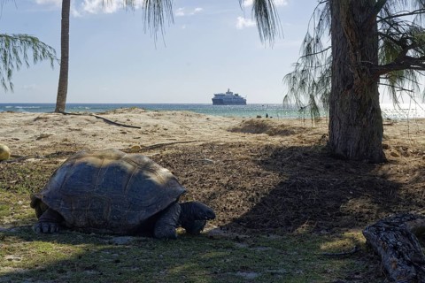 Aldabra giant tortoise (Aldabrachelys gigantea), in the background cruise ship SH Diana, UNESCO