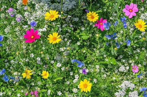 Summer meadow with mexican aster (Cosmos bipinnatus) and golden marguerite (Cota tinctoria), Allgäu