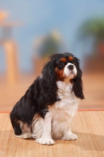 Cavalier King Charles Spaniel, tricolour, bitch, 4 years old