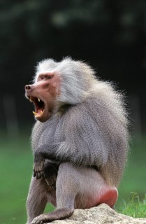 (Hamadryas) Baboon, papio hamadryas, Male Yawning