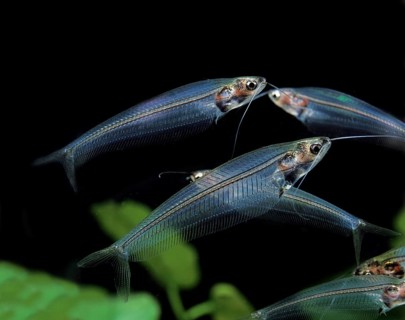 Indian Glass Catfish, Indian Glass Catfish, Other animals, Fishes, Animals, Catfishes, Glass