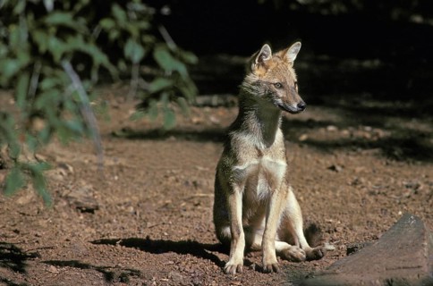 Golden Jackal (canis aureus) or Common Jackal