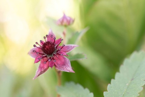 Purple marshlock (Potentilla palustris), flower in foreground bud in background, Black Forest,