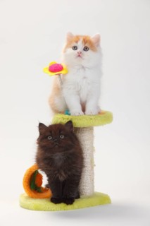 British longhair cat, kitten, 8 weeks, black-tortie and red-white, Highlander, Lowlander,