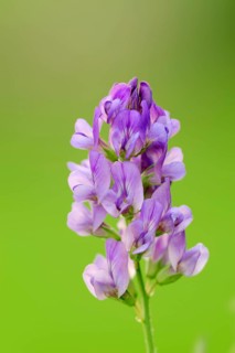 Alfalfa (Medicago sativa), North Rhine-Westphalia, Germany, Lucerne, Europe