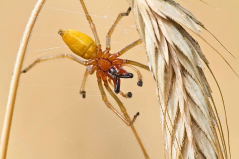 Yellow sac spider (Cheiracanthium punctorium) male, Havelland, Brandenburg, Germany, Europe