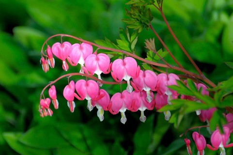 Weeping Heart (Dicentra spectabilis) Flowering in the Garden, Weeping Heart, lamprocapnos Weeping