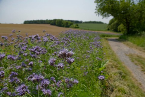 Flowering strips with (Phacelia), Schöntal, Jagst, Jagsttal, Jakobsweg, Martinusweg, Pilgerweg,