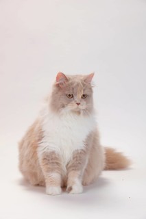 British longhair cat, lilac-tortie-white, Highlander, Lowlander, Britanica, BLH