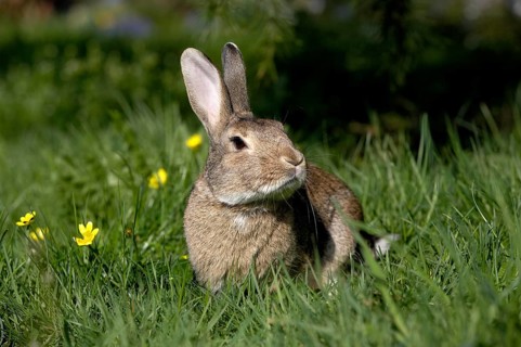 European Rabbit (oryctolagus cuniculus) or Wild Rabbit, Adult with Flowers, Normandy