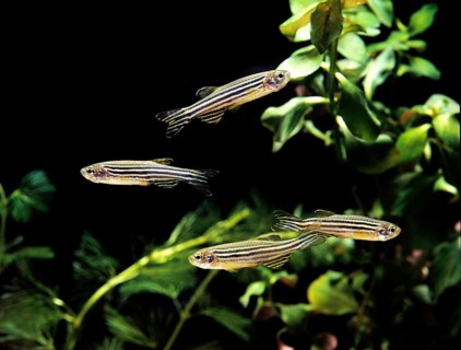 Zebrafish (brachydanio rerio) (Brachydanio rerio), Zebrafish, Animals, Other animals, Fishes,