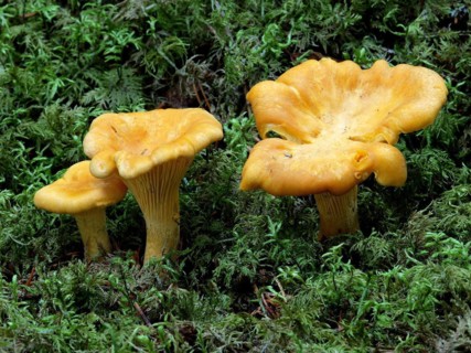 Chanterelles at the natural location