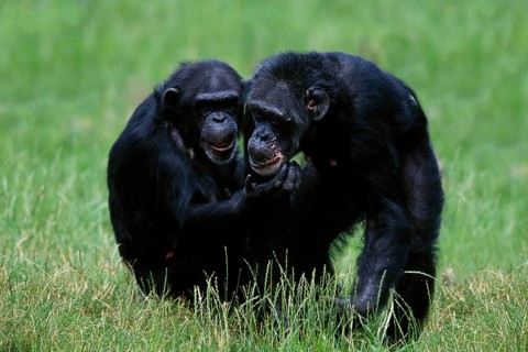 Chimpanzees (primates) common chimpanzee (Pan troglodytes) (Africa) (mammals) (animals) (apes)