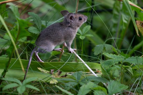 House mouse (Mus musculus), Munich, Bavaria, Germany, Europe