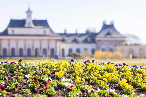 Pillnitz Palace Park. Pleasure garden first season planting with pansies