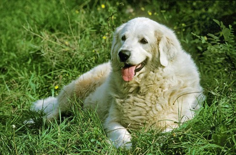 Great Pyrenees Dog or Pyrenean Mountain Dog, Adult laying on Grass