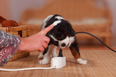 Cavalier King Charles Spaniel, puppy, tricolour, 9 weeks, bites into power cable, multiple plug,