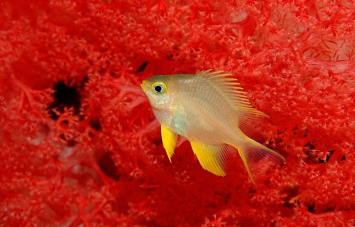 Yellowfin damselfish, Neoglyphidodon nigroris, Indonesia, Wakatobi Dive Resort, Sulawesi, Indian