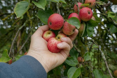 Harvest of mini apples, apple, fruit harvest, fruit, October, Schwäbisch Hall, Heilbronn-Franken,