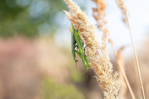 European mantis (Mantis religiosa), mating on vegetation in sunshine, Döberitzer Heide nature