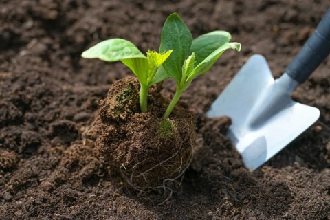 Planting a zucchini seedling with a shovel in dark fertile soil in the vegetable garden, spring