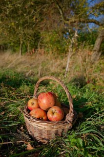 Boskoop harvest, Boskop, willow basket, fruit basket, apple variety, Renette, cultivated apple,