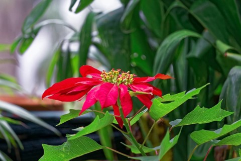 Poinsettia shrub, Euphorbia pulcherrima, South America