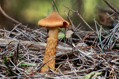 Close-up of a deadly webcap Cortinarius rubellus between pine needles and moss