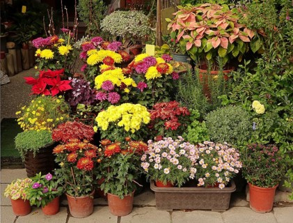 An outdoor flower shop displays a variety of potted flowers and shrubs