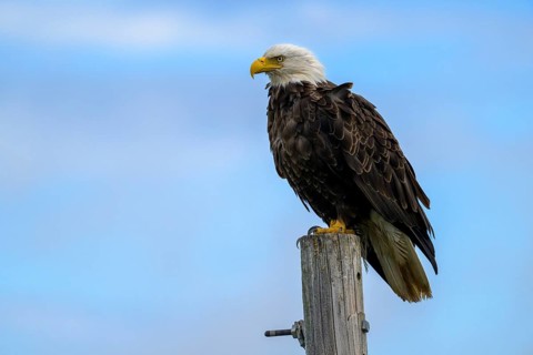 A bald eagle, Haliaeetus leucocephalus, perched on a post against a blue sky, Homer, Alaska, USA,