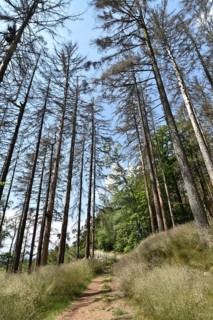 Forest dieback in the Hunsrück-Hochwald National Park with dead conifers along a hiking trail,