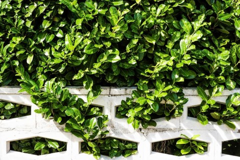 Cherry laurel hedge in Essen, Germany, Europe