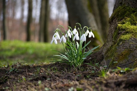 A little group of snowdrops is situated close to the base of a tree trunk covered in moss in a