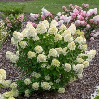 Panicle hydrangea (Hydrangea paniculata 'Limelight'), Cambridge Botanical Garden, Germany, Europe