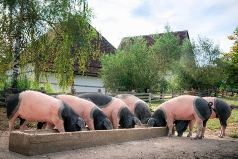 Countryside scene with German breed pigs, the Swabian-Hall swine, eating together, outdoor, in the