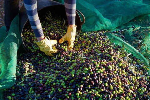 Olives harvest picking hands with gloves at Mediterranean