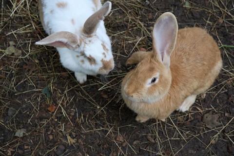 A pair of Flemish Giant Rabbits, Oryctolagus cuniculus domesticus, in Lincolnshire