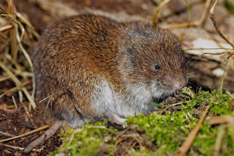 Bavarian pine vole sitting on floor with green moss looking right