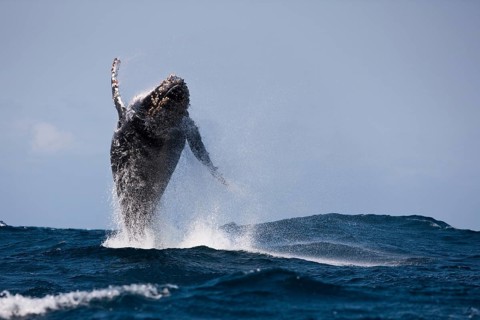 Jumping humpback whale, Megaptera novaeangliae, Indian Ocean, Wild Coast, South Africa, Africa