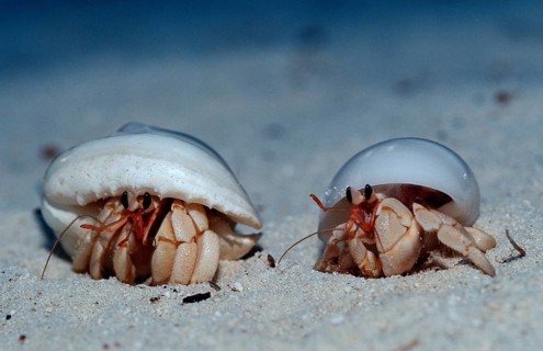 Hermit crabs on the beach, Coenobita spec., Maldives, Indian Ocean, Meemu Atoll, Asia