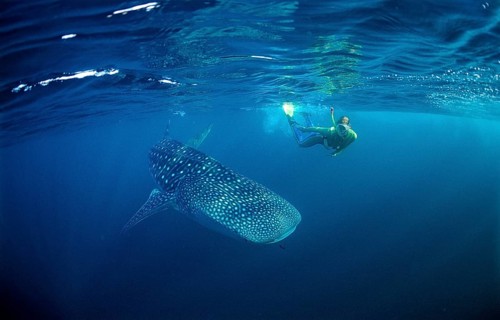 Whale shark and snorkeller, Rhincodon thypus, Maldives, Indian Ocean, Asia