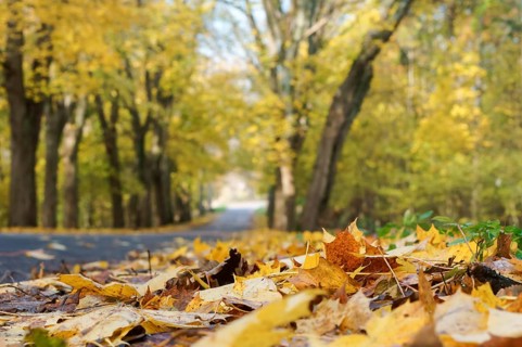 Beech grove in autumn, trees with yellowed leaves on the roadside