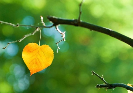 Closeup of a leaf of a small-leaved lime or small-leaved linden (Tilia cordata) in form of a heart
