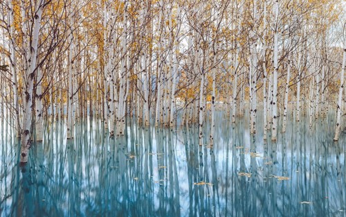 A tranquil scene of a flooded forest with tall, bare birch trees and their reflections in the calm