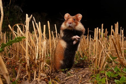 European hamster (Cricetus cricetus) at a construction site, Thuringia