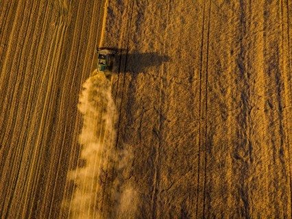A combine harvester harvests a cereal forest