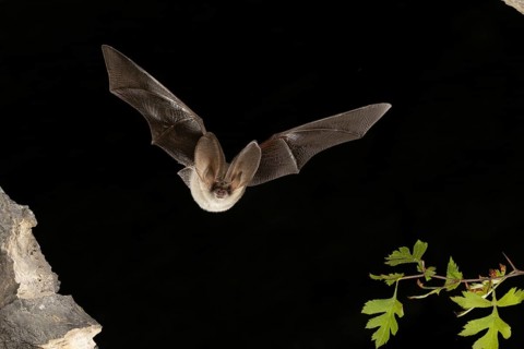 Grey long-eared bat (Plecotus austriacus) in flight, Thuringia, Germany, bat threatened with