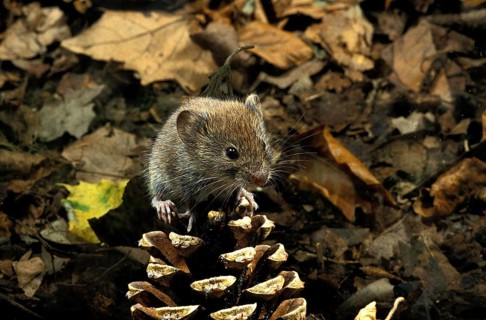 BANK VOLE (clethrionomys glareolus), ADULT ON PINE CONE, FRANCE