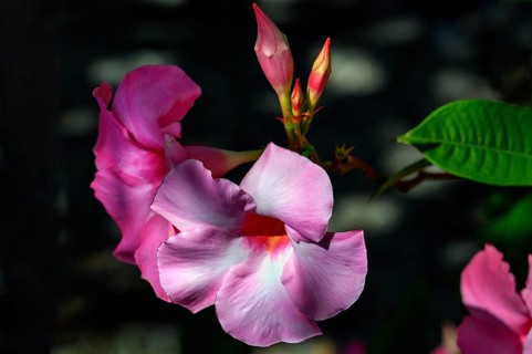 Mandevilla (syn.: Dipladenia A.DC.), Bavaria, Germany, Europe